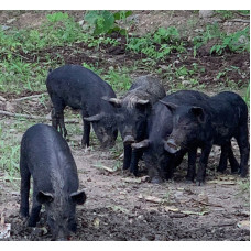 Polish black and Mangalitsa mix breed