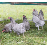 Ameraucanas Chicken
