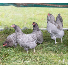 Ameraucanas Chicken