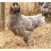 Ameraucanas Chicken