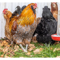 American Black and Red Hen