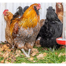 American Black and Red Hen