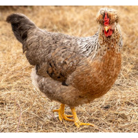 Cream Legbar Chicken