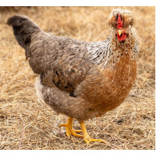 Cream Legbar Chicken