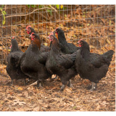 Frencher Copper Ramans Hen