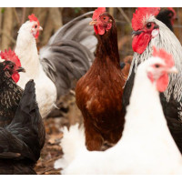 Pure Breed French Bresse Hen