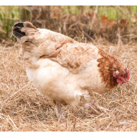 Wheaten Marans Hen