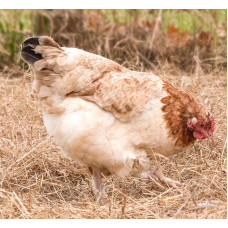 Wheaten Marans Hen