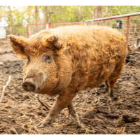 Mangalitsa pure breed with 3 colors, red, swallow-bellied, blonde.