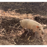 Landrace Mangalitsa mista breed