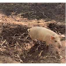 Landrace Mangalitsa mista breed