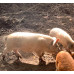Landrace Mangalitsa mista breed